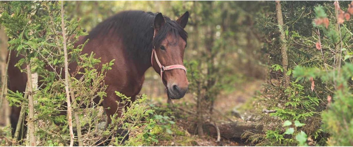Livet i Rasmusbyn LSS boende Mellan Sverige