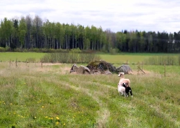 Utsikt över Rasmusbyns gröna ängar, skog och får. En unik arbetsplats på ett LSS-boende nära Örebro