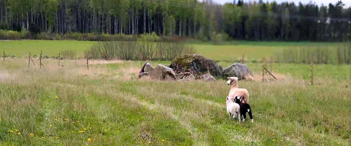 Utsikt över Rasmusbyns gröna ängar, skog och får. En unik arbetsplats på ett LSS-boende nära Örebro