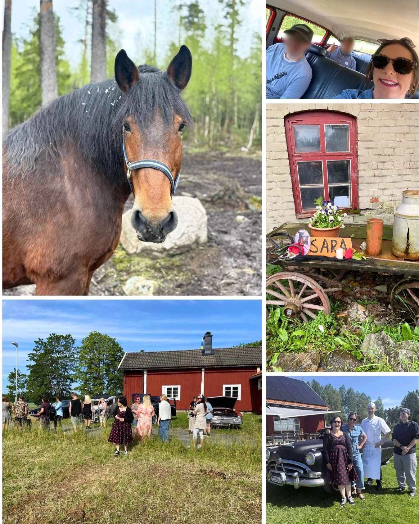 Collage med sommarbilder från Rasmusbyn: hästen Sara, raggarbilar och de nya ankungarna Kajsa och Kalle.
